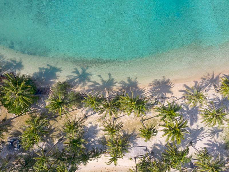 Beach with palm trees